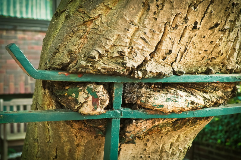 grow round, overgrown, log, growth, garden fence, old tree, garden, brown, weathered, fenced, textured, symbiosis, old, focus on foreground, tree trunk