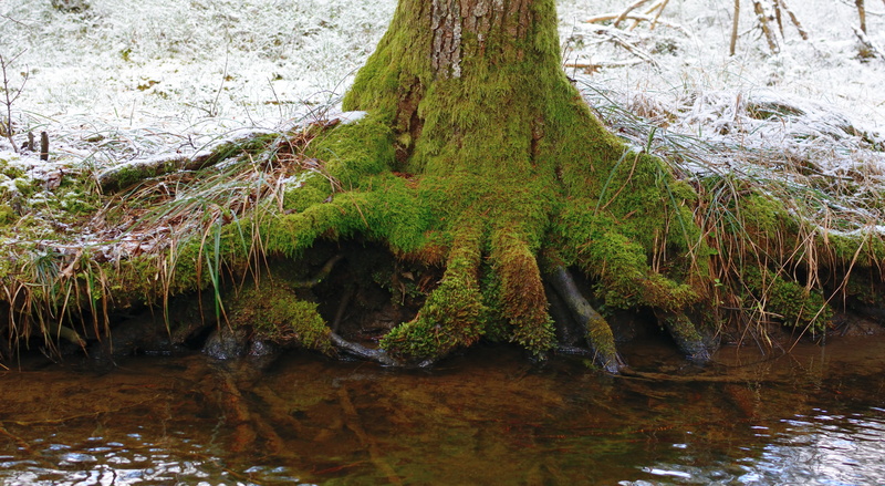 tree trunk, day, growth, force, woodland, symbiosis, land, nature, outdoors, tree root, no people, rooted, natural energy, forest, tranquility, tranquil scene