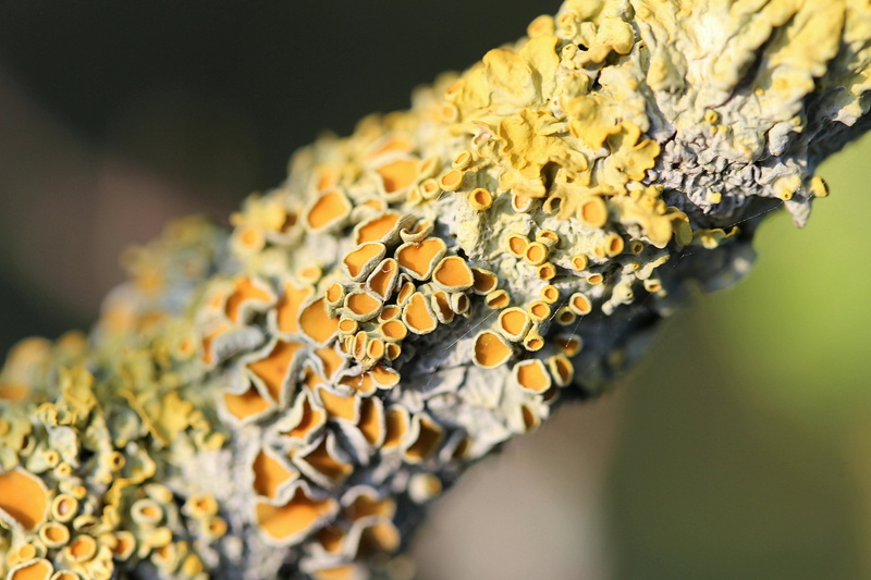 lichen, vegetable, 5K, mushroom, symbiosis, selective focus, tree, food, nature, plant, no people, focus on foreground, yellow, autumn, macro, beauty in nature