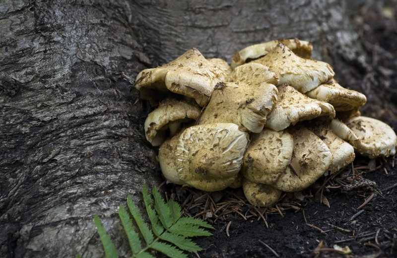 vegetable, food and drink, symbiosis, rowan, freshness, wellbeing, tree, mushroom, plant, no people, mountain ash, close-up, trunk, nut, growth, food, textured