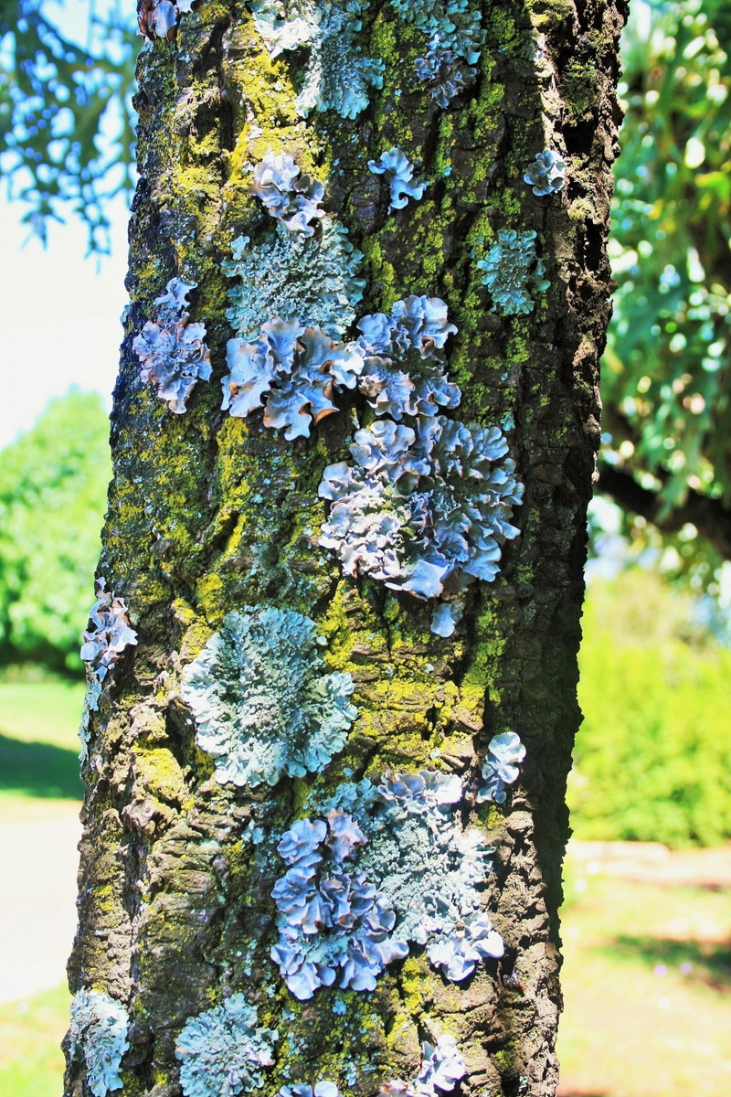 bark, plant, day, rough, beauty in nature, trunk, curly, symbiosis, focus on foreground, pattern, green Color, plant bark, no people, lichen, tree, forest