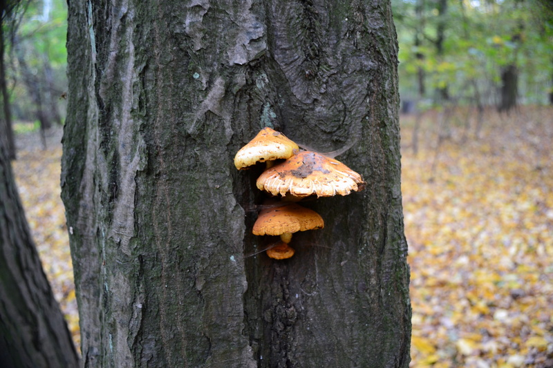 growth, tree trunk, no people, beauty in nature, focus on foreground, symbiosis, mushrooms, 4K, food, land, lichen, autumn, toadstool, outdoors, trunk