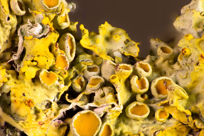 close up, 5K, animal themes, animal, no people, indoors, gold colored, geology, healthcare and medicine, fouling, symbiosis, water, algae, mushroom, nature