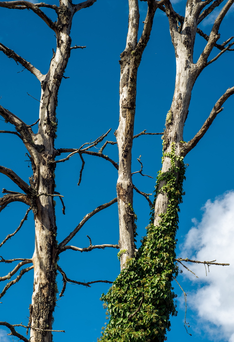 wood - material, beauty in nature, plant, growth, sky, sunlight, branch, blue, dry, 4K, symbiosis, outdoors, low angle view, blue sky, minimal, tranquility