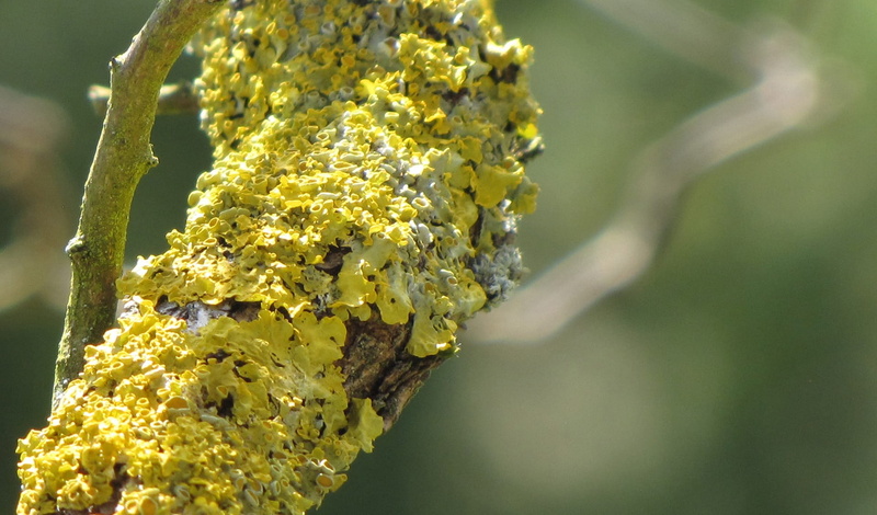 no people, Yellow, outdoors, plant, growth, insect, Symbiosis, focus on foreground, vulnerability, Lichen, animal, day, nature, macro, flower head, flower