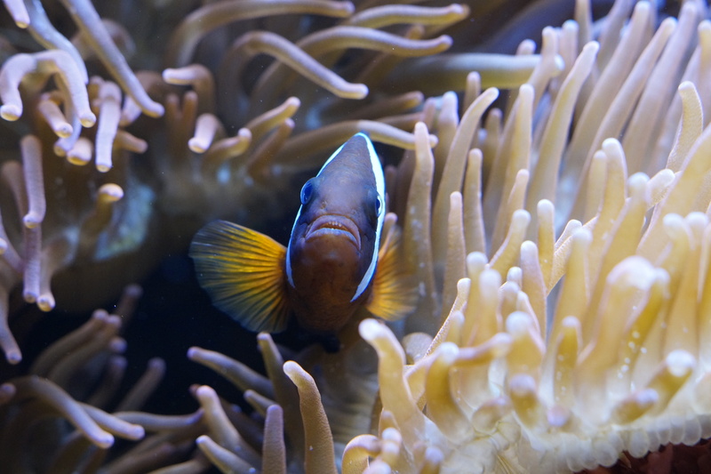 invertebrates, animal world, symbiosis, anemone fish, 5K, clownfish, tentacles, mollusk, water creature, underwater, Sea Anemones, hidden, hide, protect