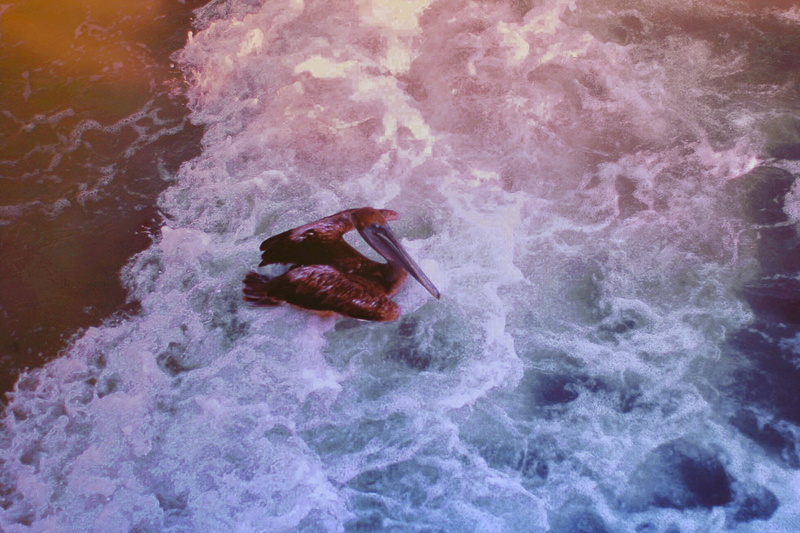power in nature, united states, water, motion, aquatic sport, flowing water, lehigh acres, 4K, marine, rock - object, sport, nature, outdoors, high angle view