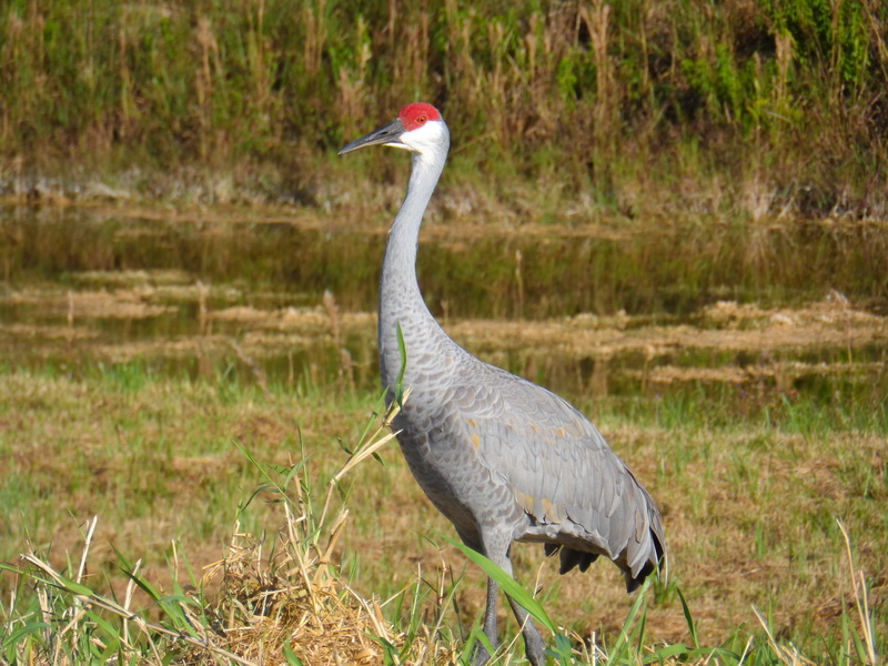 natural, side view, Grus Canadensis, harns marsh preserve, lehigh acres, animal wildlife, nature, red, grass, vertebrate, canadensis, animal neck, profile view