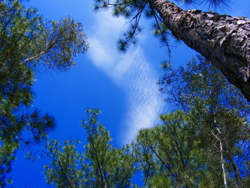 beauty in nature, land, pine needles, country, plant, 2K, pine, tranquility, outdoors, Florida, tranquil scene, needle, trees, sky, needles, tree, blue