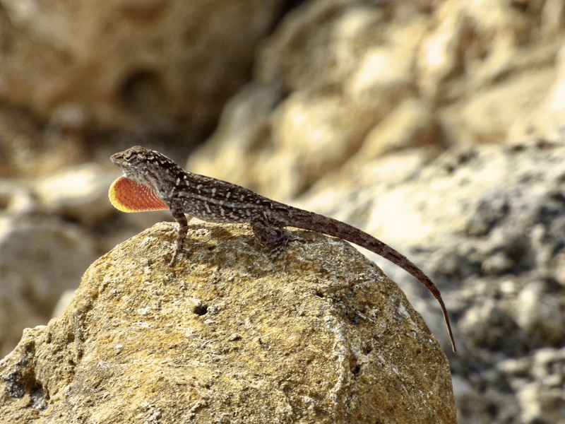 vertebrate, outdoors, lizard, animal themes, aggressive, orange, creature, solid, animal, day, animal scale, dinosaur, focus on foreground, brown anole