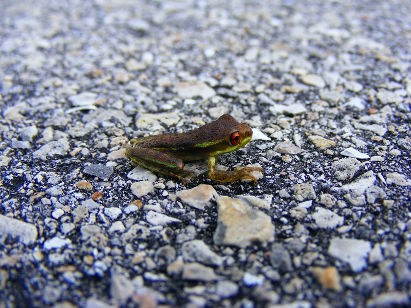 land, green, black, rock, close-up, frog, road, day, wildlife, stone - object, surface level, macro, green tree frog, florida, lehigh acres, animal wildlife