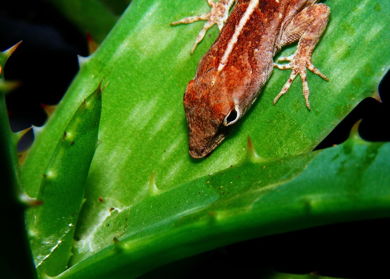 nature, lizard, brown anole, focus on foreground, brown, creature, lehigh acres, florida, anole, wet, no people, green, resting, animal, anolis sagrei