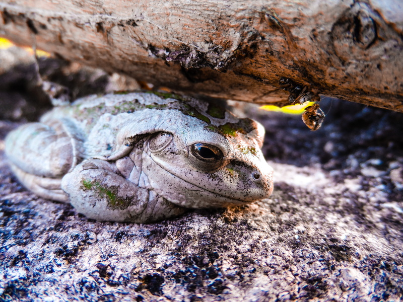 animal themes, outdoors, frog, animal scale, one animal, tree frog, animals in the wild, osteopilus septentrionalis, florida, portrait, eating, green, 4K