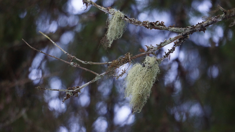 lichen, environment, pine tree, forest, 5K, focus on foreground, beauty in nature, no people, day, nature, selective focus, growth, outdoors, medicinal plant