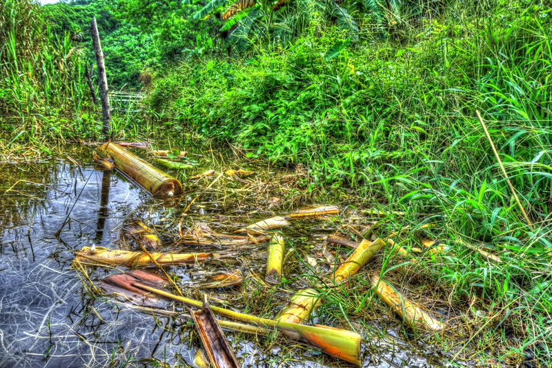 countryside, growth, morning, grass, river, green color, high angle view, tranquility, banana tree parts, lake, water, natural, no people, day, scene, forest