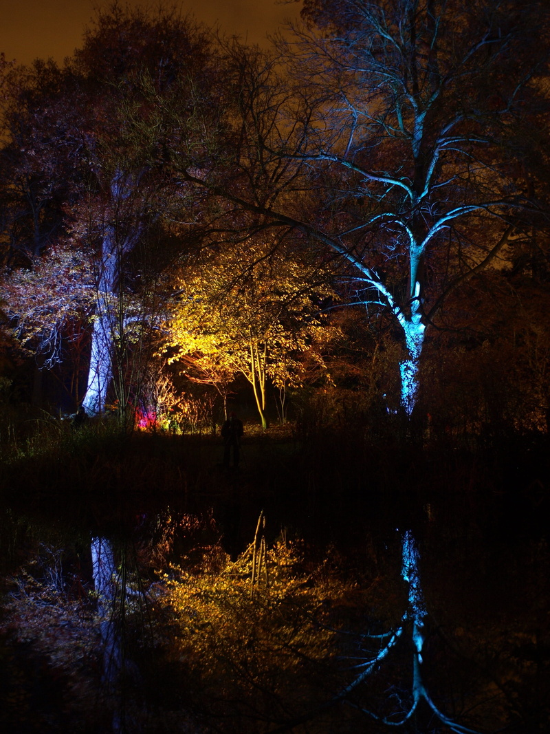 woodland, effect, tranquility, plant, long exposure, night, tranquil scene, trees, reflection, outside, country, evening, landmark, colors, lights, enchanting