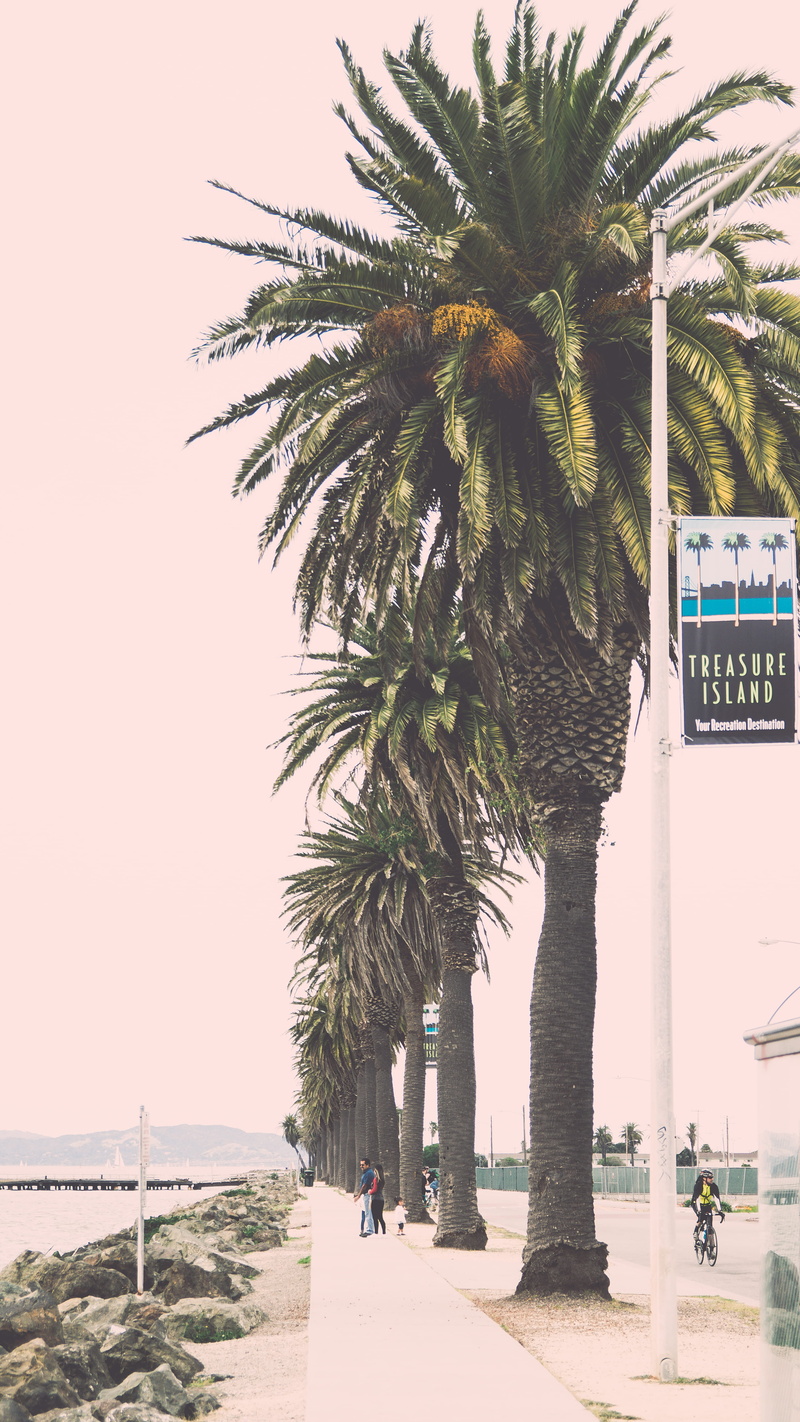sea, date palm tree, bike, path, incidental people, 5K, leaves, palm trees, united states, cloudy, sky, splash, growth, transportation, nature, horizon over water