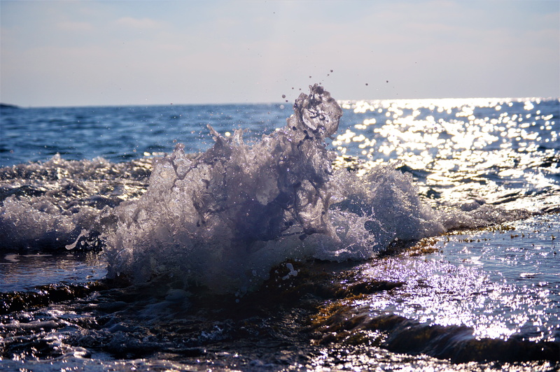 colors, motion, power in nature, animal wildlife, mammal, outdoors, wave, susnet, nature, marine, animals in the wild, 5K, day, waterfront, sky, horizon