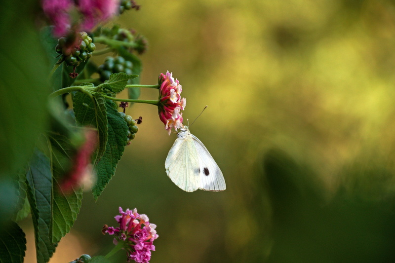 insect, growth, insects, moth, butterfly, white, animal, beauty in nature, animal wildlife, outdoors, pieris rapae, butterflies, flower, flower head, flowering plant