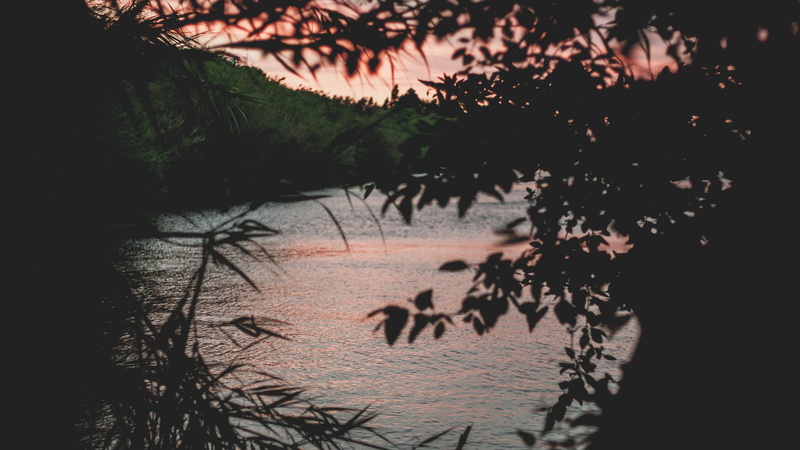 pink, branch, day, nature, golden hour, western script, daytime, tranquility, body, lake, beach, no people, tree, growth, sea, water, outdoors, land, 2K