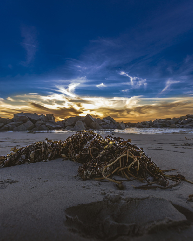 beach, venice beach, sky, idyllic, sand, land, water, ocean, seaweed, 4K, day, no people, beauty in nature, non-urban scene, susnet, scenics - nature