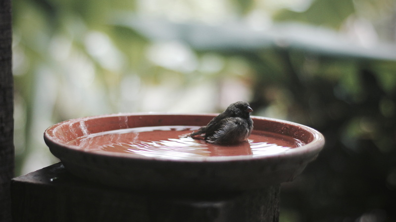 rain, bowl, details, water, no people, container, splash, day, tub, bird, animal wildlife, closeup, selective focus, food and drink, animal themes, macro