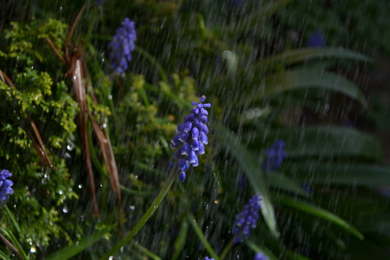 plant, blue, no people, fragility, beauty in nature, hyacinth, water, grape, purple, day, close-up, rain, one animal, growth, 4K, flowering plant, selective focus