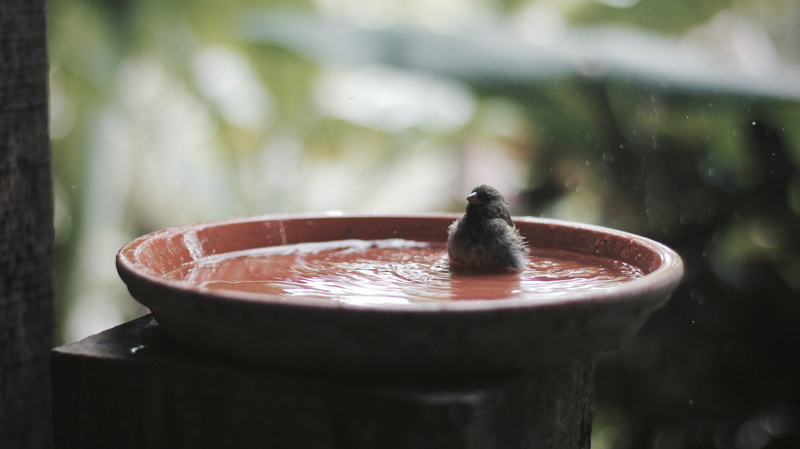 day, focus on foreground, splash, beak, food and drink, rain, selective focus, drop, closeup, 5K, water droplet, bath, macro, feather, water, fountain