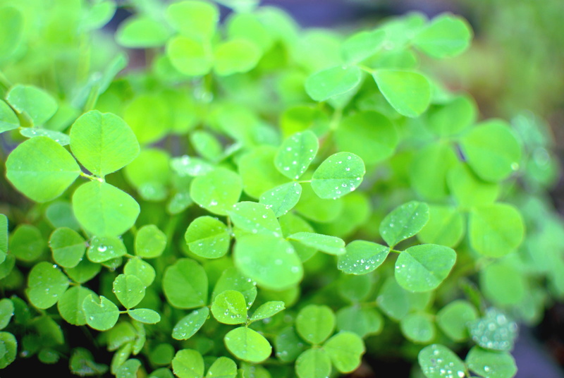 nature, holiday, st. patrick, bright, selective focus, plant part, fresh, backgrounds, purity, raindrop, green, rainfall, no people, clover, beauty in nature