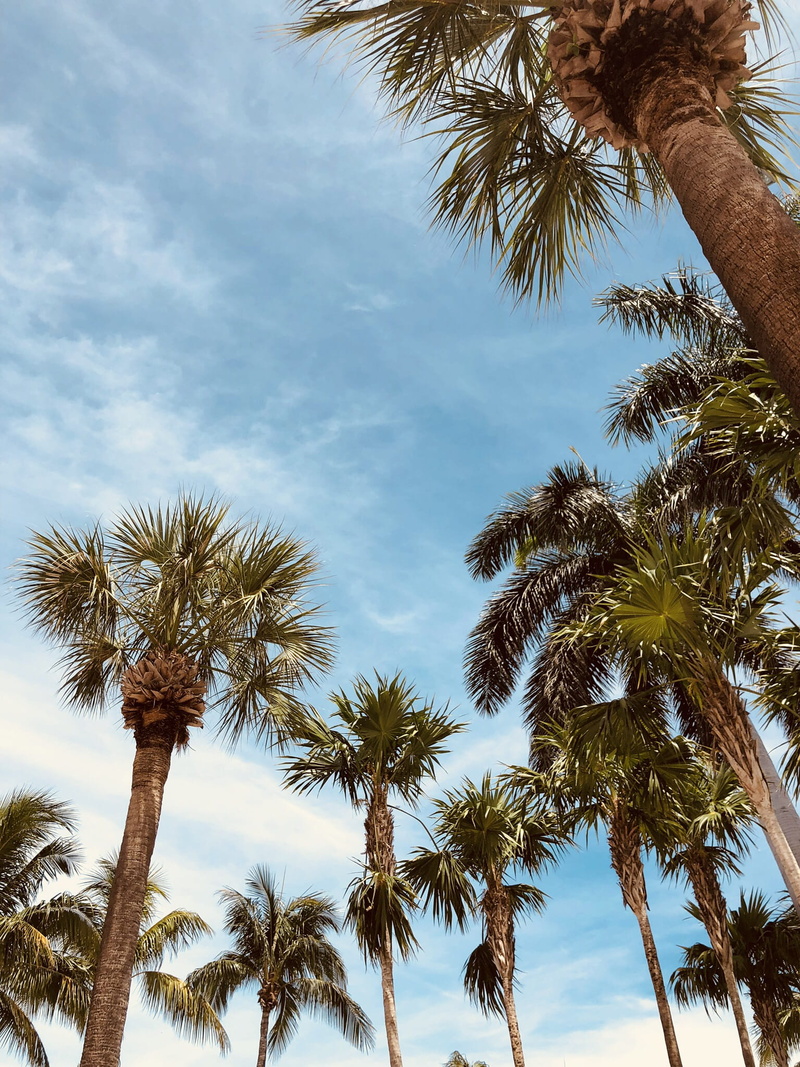 low angle view, sky, scenics - nature, tree, plant, tropical tree, growth, coconut palm tree, tree trunk, 1080P, no people, day, cloud - sky, united states