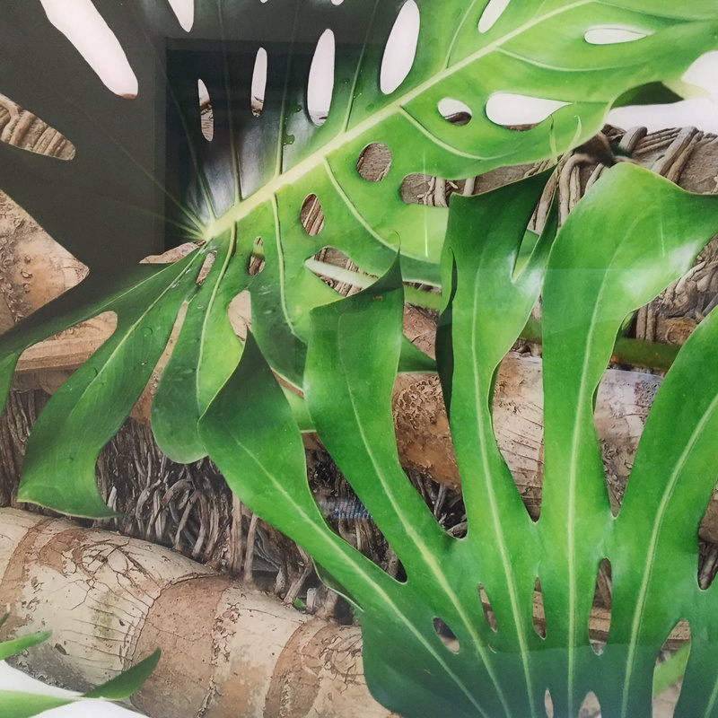 field, south beach, wall, elephant ears, miami beach, green color, outdoors, tropical plants, high angle view, united states, tranquility, leaf, plant