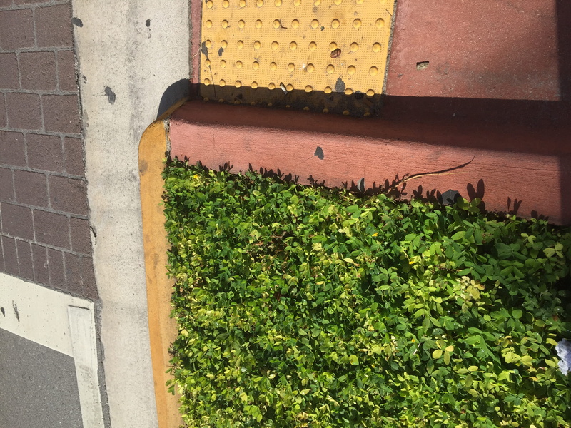 united states, plant, south beach, square, footpath, sunlight, sidewalk, miami beach, landscaping, nature, no people, animal, animal themes, tree, 2K