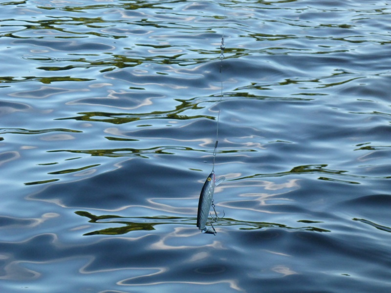 animal wildlife, full frame, vertebrate, rippled, high angle view, 4K, water, outdoors, animals in the wild, nature, recreation, marine, animal themes