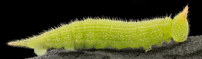 close-up, nature, larval stage, larva, succulent plant, brown drab northern pearly eye, food and drink, leaf, environment, studio shot, fish bait, vegetable