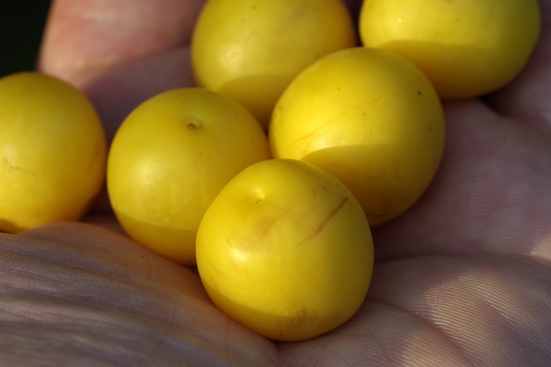 5K, mirabelka, hand, group of objects, real people, human hand, close-up, preparations, body part, food, bait, the hand, small, wellbeing, fishing, damson