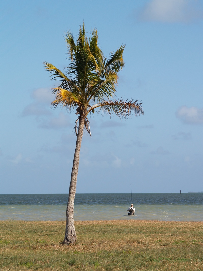 tropical tree, water, coconut palm tree, scenics - nature, beauty in nature, grass, everglades national park, tranquility, tropical climate, plant, outdoors