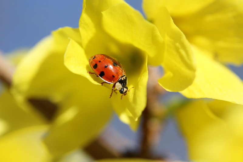 animal, insect, golden rain, spring, flowering plant, animals in the wild, flower head, insects, ladybug, macro, beauty in nature, no people, 2K, invertebrate