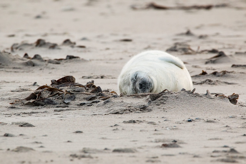 animals in the wild, grey seal, helgoland, wild, relaxation, animal world, animal wildlife, fur, underwater, aquatic mammal, robbe, outdoors, no people
