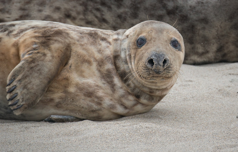 sea island, photography, mammal, vertebrate, dune, seal - animal, animal wildlife, robbe, helgoland, nature, marine, relaxation, portrait, grey seal, sealion