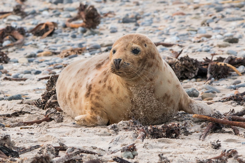 relaxation, nature, no people, animal, animal world, mammal, animal themes, grey seal, solid, animal wildlife, rock, wild, outdoors, seal - animal, robbe