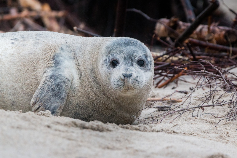 sea, sea island, ground, land, north sea, whisker, no people, meeresbewohner, mammal, relaxation, island, selective focus, cold temperature, helgoland