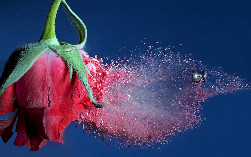 Flying, Debris, Rose, hit, Bullet, 1080P, Red