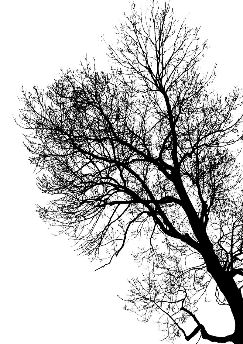 silhouette, trunk, growth, contrast, sky, light and shade, painting, tree, 1080P, nature, tree branches, no people, tree trunk, tranquil scene, bare tree