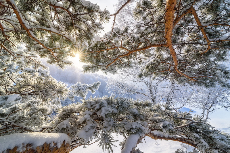frozen, tranquility, trees, pine tree, growth, beauty in nature, snow, tranquil scene, 1080P, outdoors, tree, snowing, no people, scenics - nature, white color