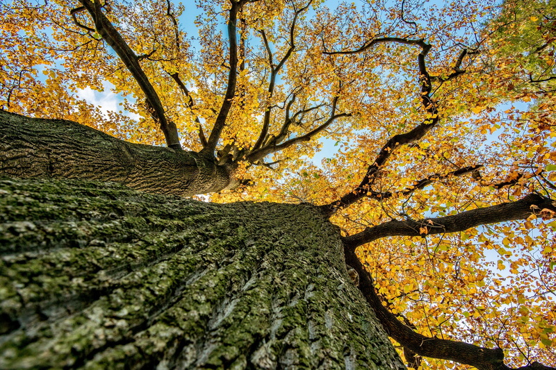 nature, leaves, backgrounds, autumn, fall, change, day, no people, tranquility, autumn collection, 1080P, worms eye view, low angle view, scenics - nature