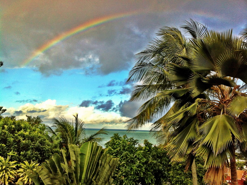 coconut palm tree, growth, scenics - nature, green color, nature, leaf, tranquil scene, tree, brazil, day, tropical tree, plant, rainbow, beauty in nature