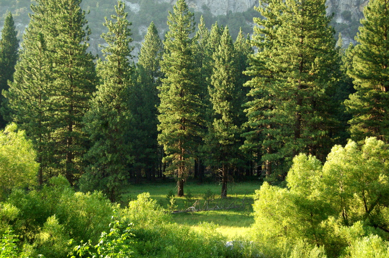 high angle view, green color, trees, beauty in nature, coniferous tree, kings canyon national park, tranquil scene, outdoors, forest, 4K, non-urban scene