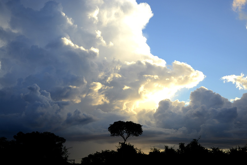 treetop, 5K, beauty in nature, day, tree, scenics - nature, plant, silhouette, cloud - sky, outdoors, tranquil scene, flying, idyllic, low angle view