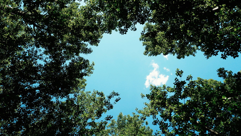 scenics - nature, tranquil scene, no people, green, low angle view, directly below, outdoors, sunshine, day, 720P, growth, summer, view, tranquility, tree