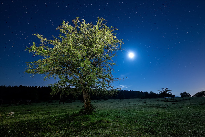 tranquil scene, astronomy, woodland, space, moonlight, outdoors, coniferous tree, field, night, sun, star - Space, rural Scene, blue, plant, galaxy, nature